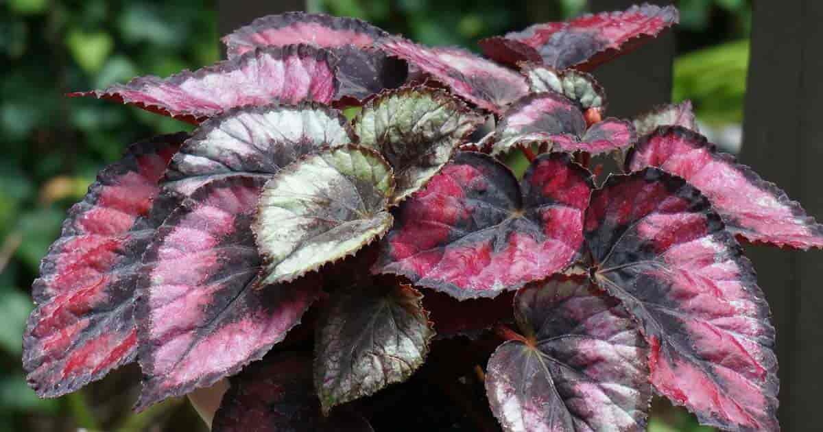 10-enigmatic-facts-about-begonia-rex-cultorum