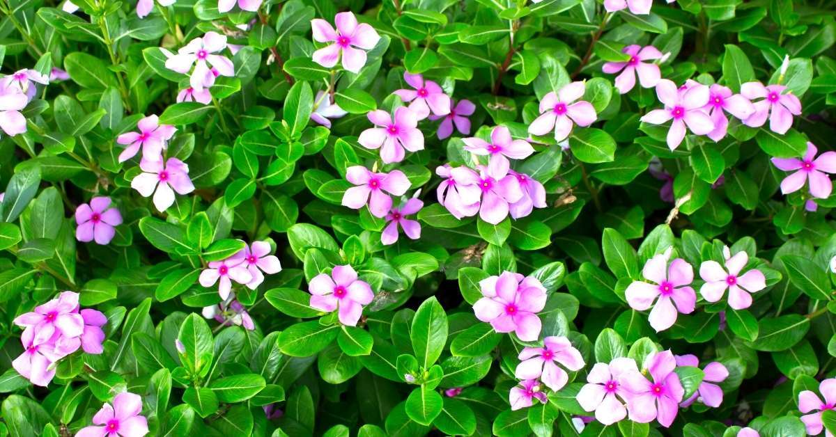 10-enigmatic-facts-about-catharanthus