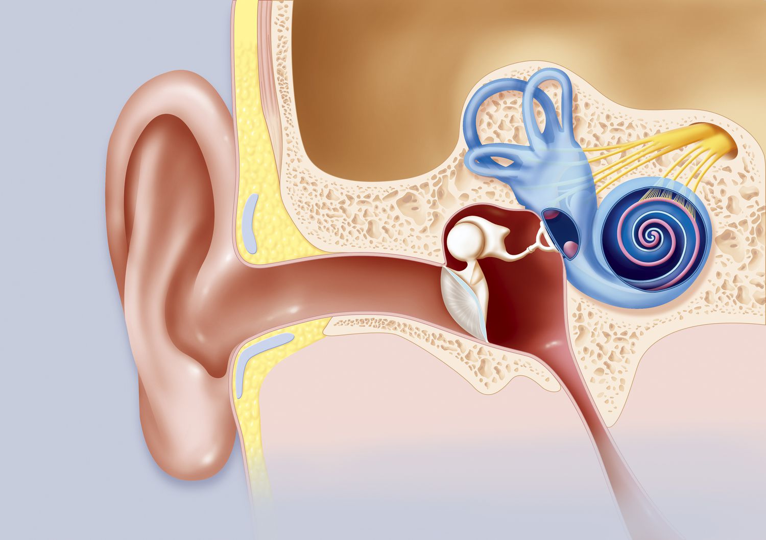 10-enigmatic-facts-about-cochlear-nerve