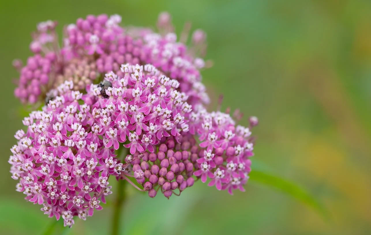 10-enigmatic-facts-about-swamp-milkweed
