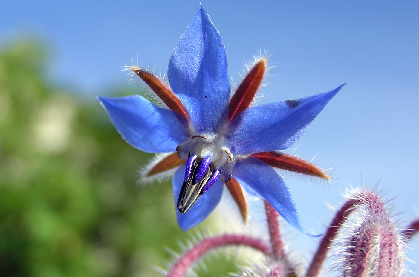 10-extraordinary-facts-about-starflower