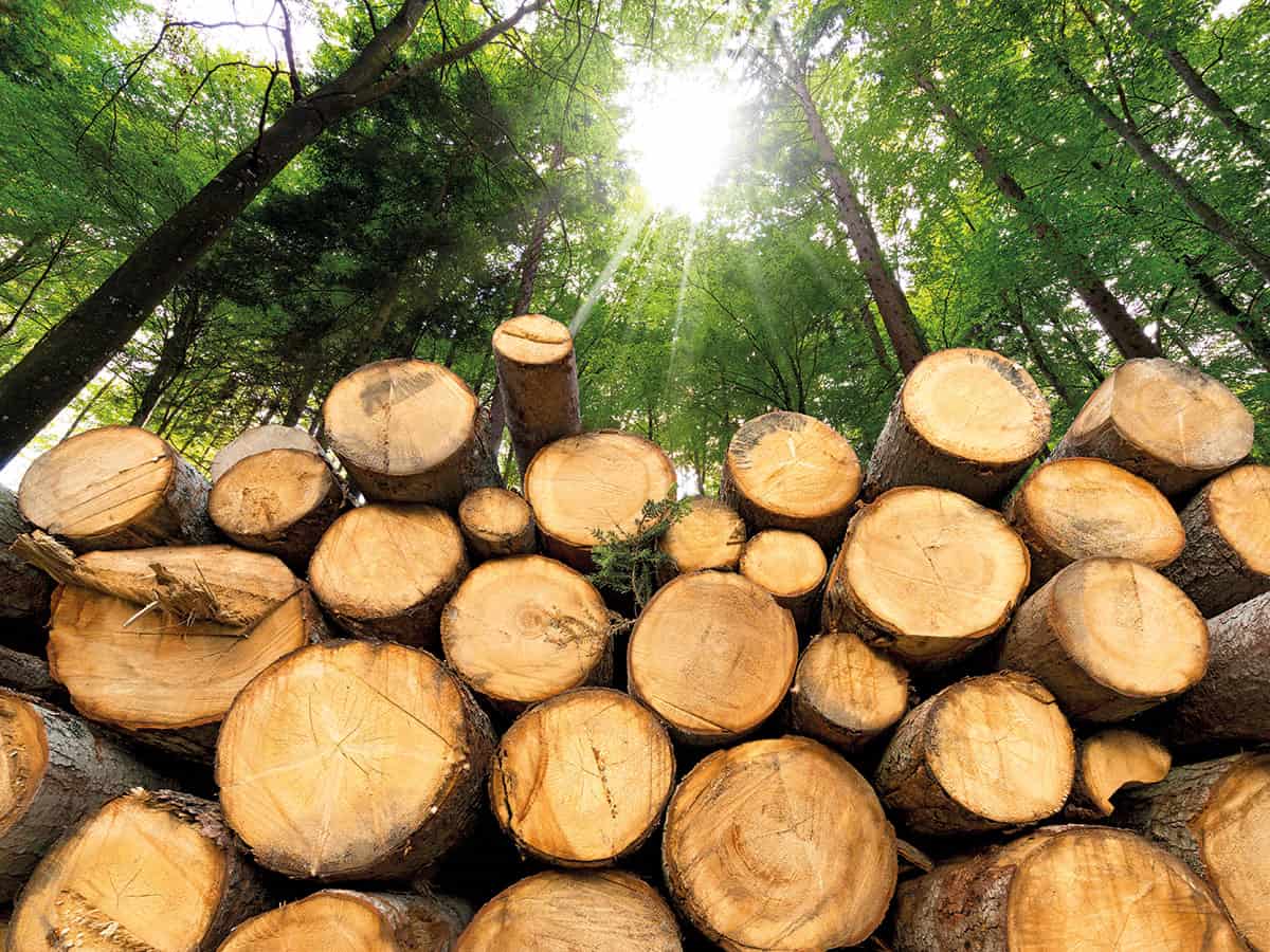 10-fascinating-facts-about-biomass