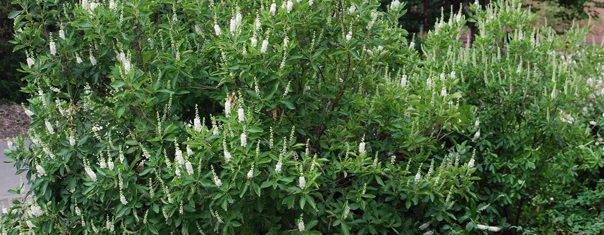 10-fascinating-facts-about-clethra