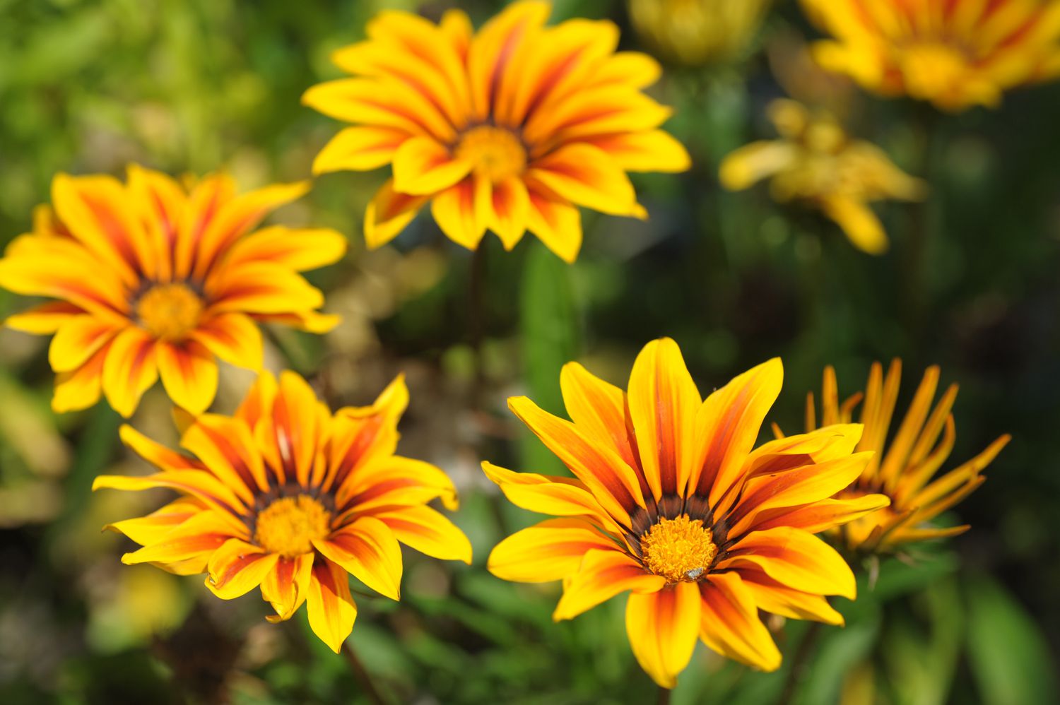 10-fascinating-facts-about-gazania