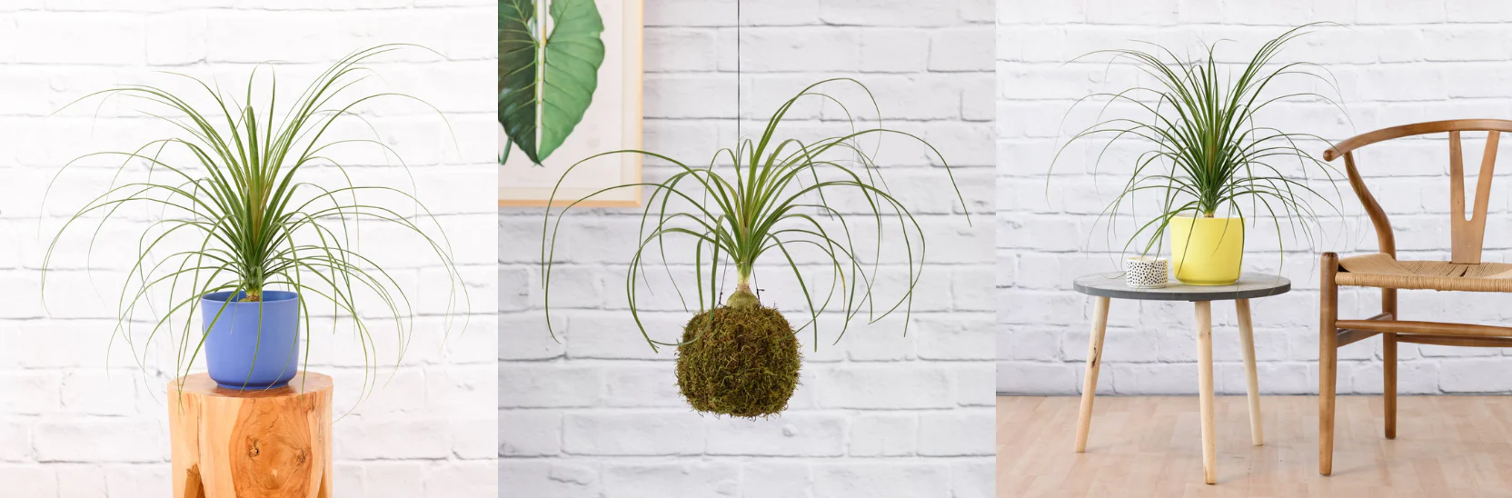 10-fascinating-facts-about-ponytail-palm
