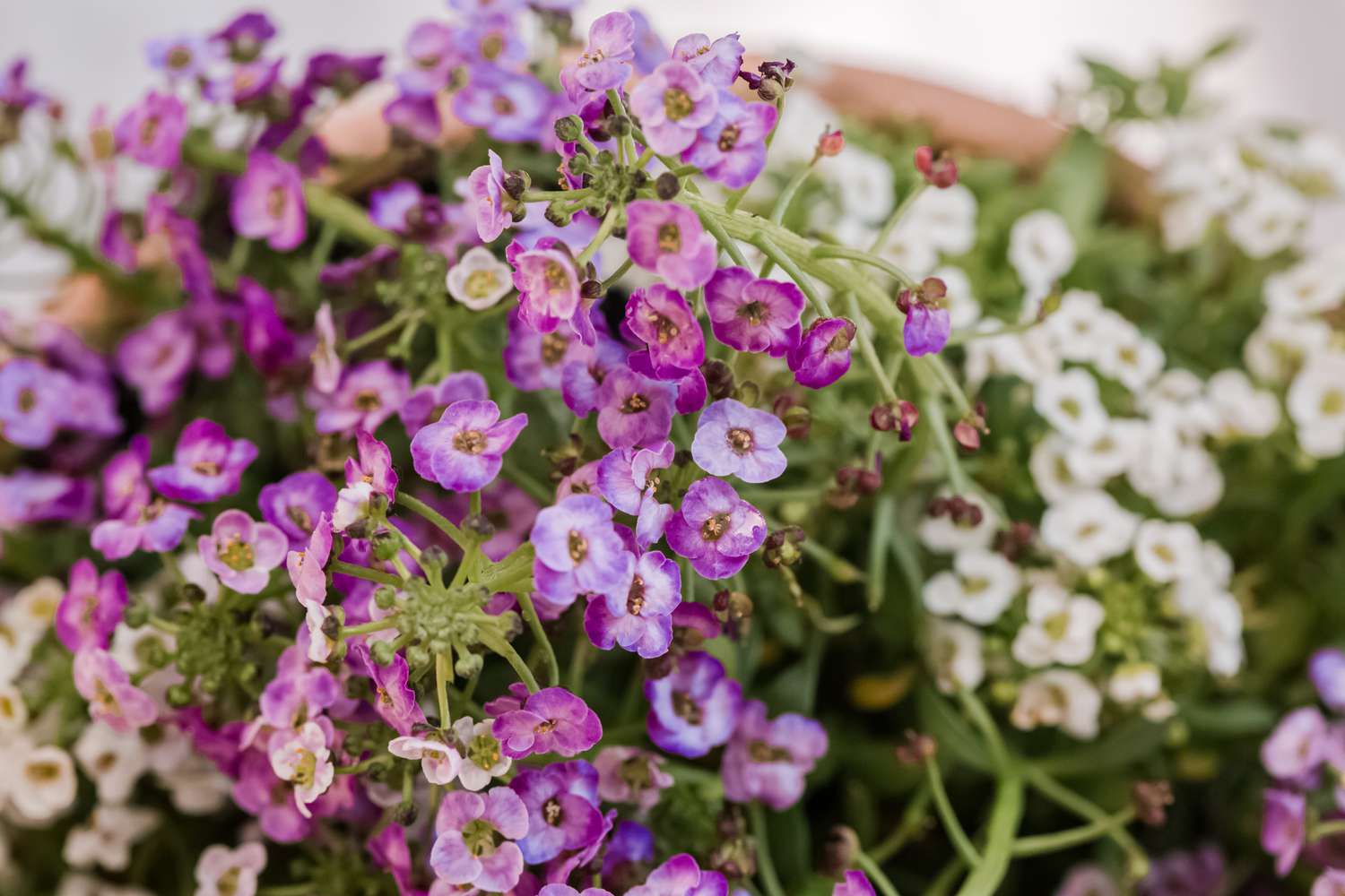 10-fascinating-facts-about-sweet-alyssum