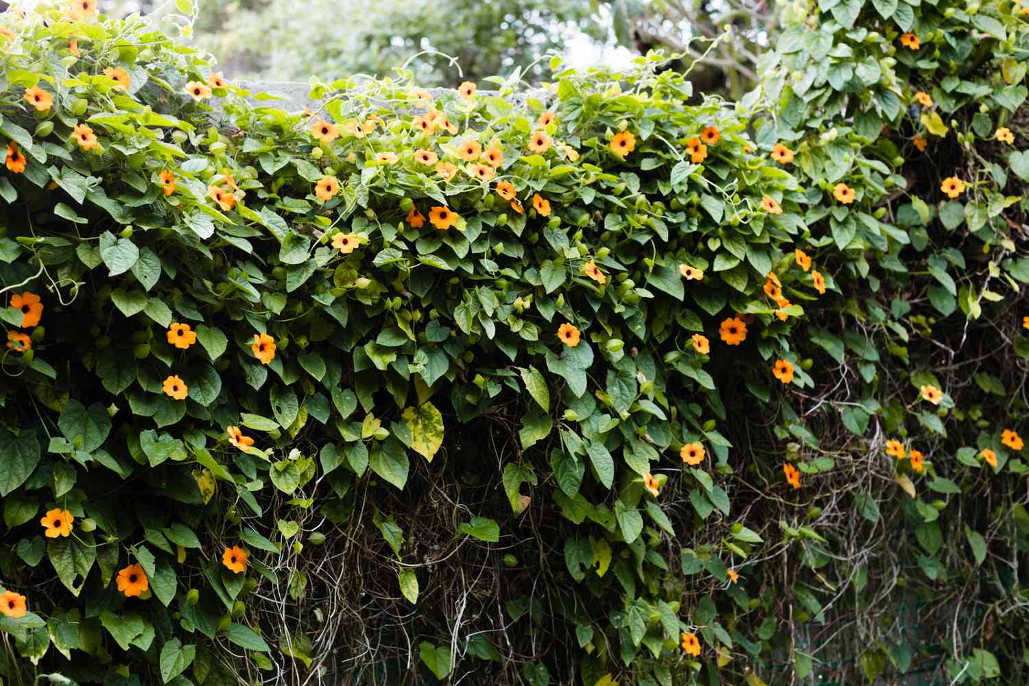 10-intriguing-facts-about-black-eyed-susan-vine