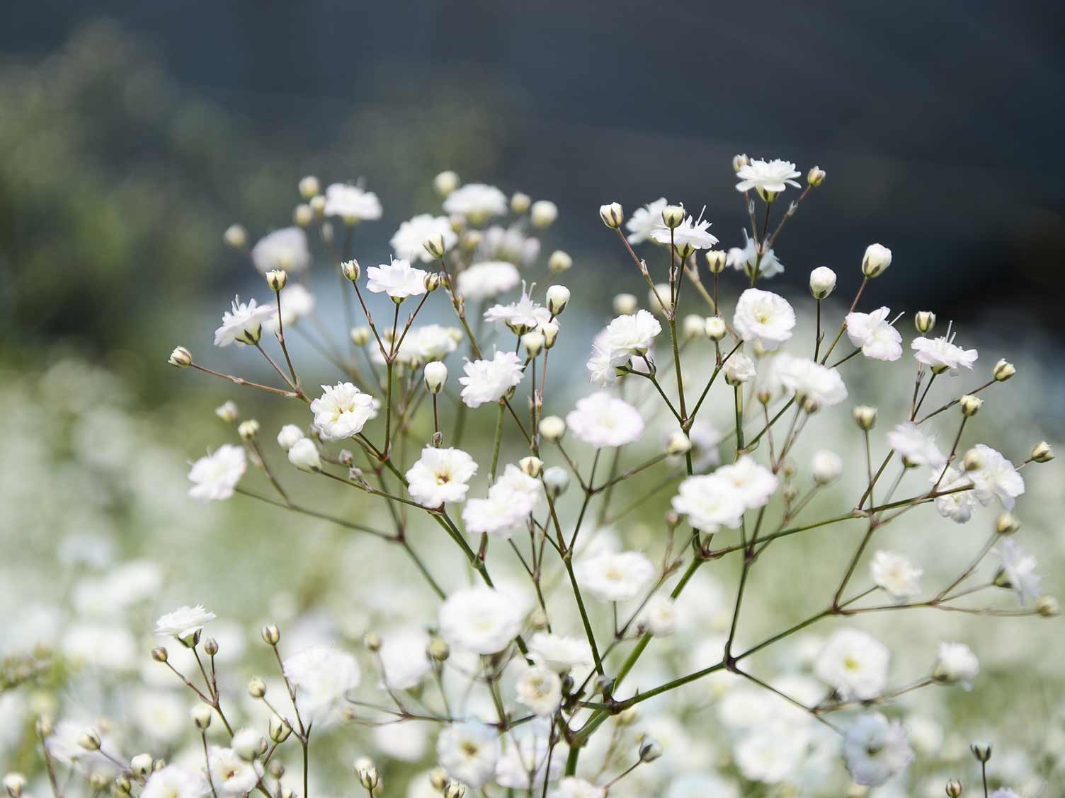 Gypsophila - plant with small white flowers, used for floral