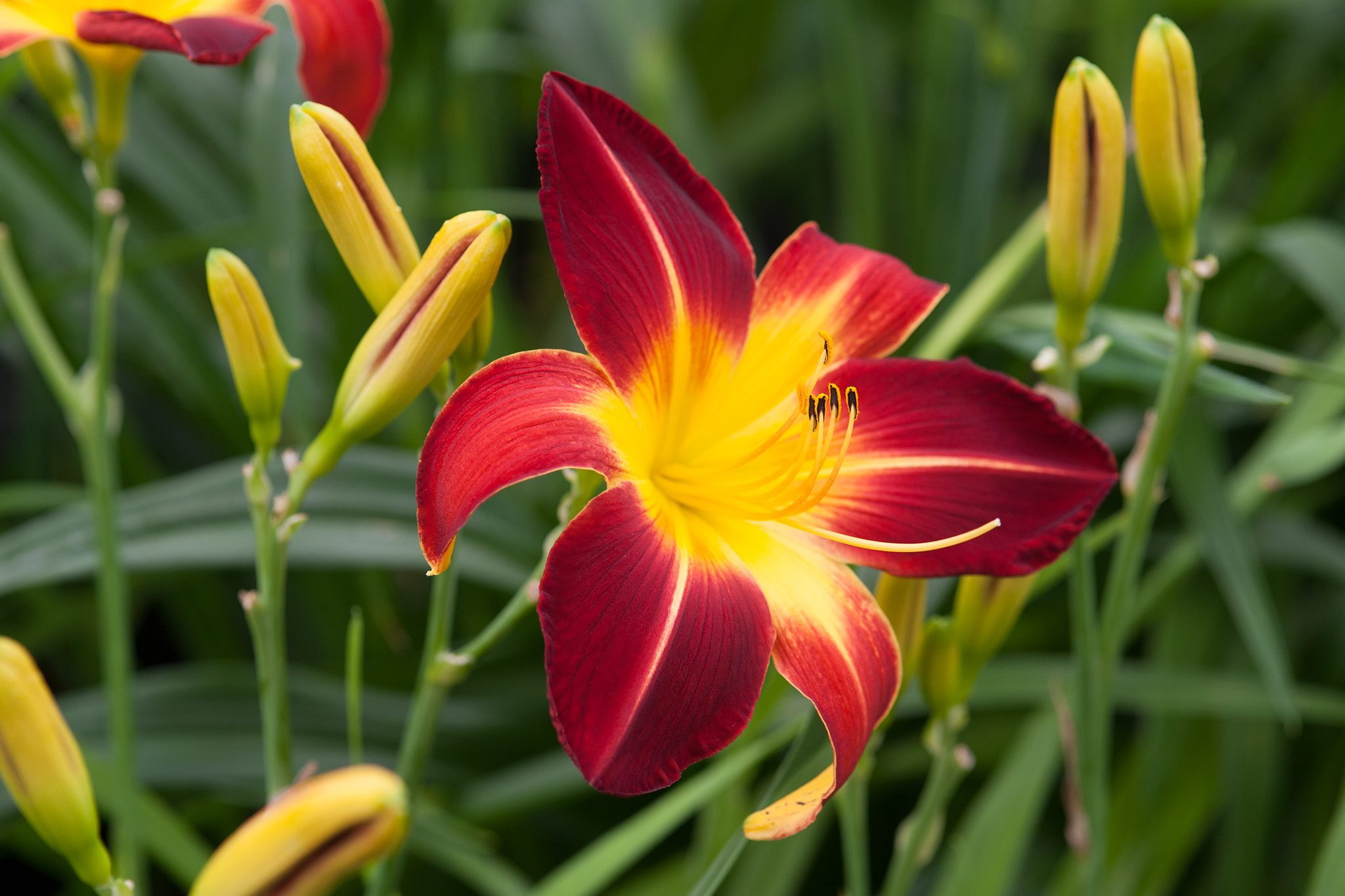 10-intriguing-facts-about-hemerocallis