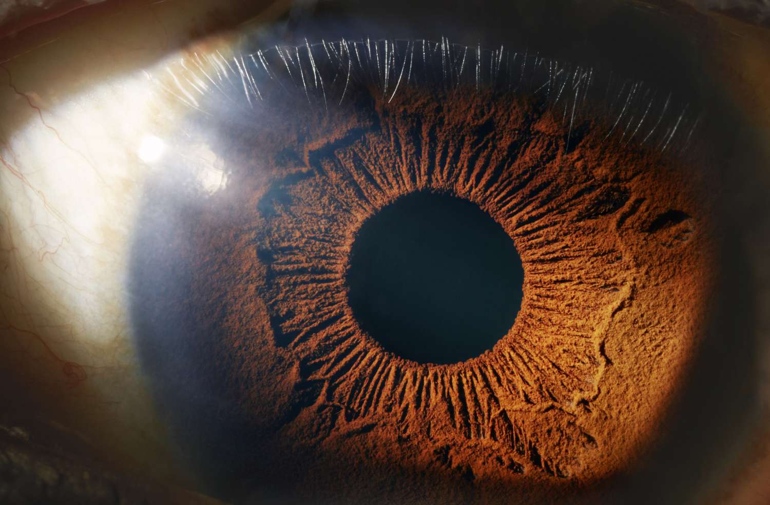 10-intriguing-facts-about-iris