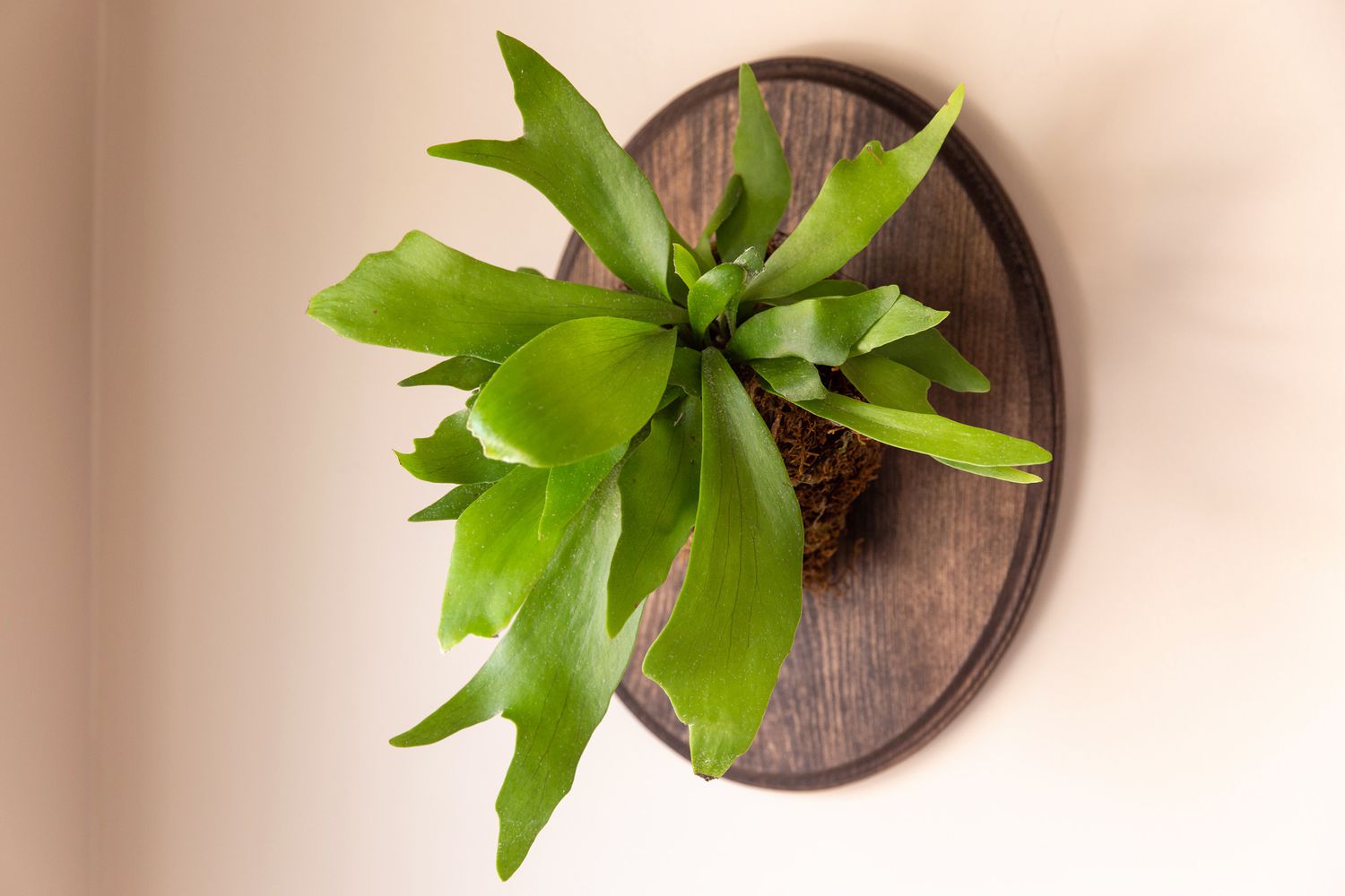 10-intriguing-facts-about-staghorn-fern