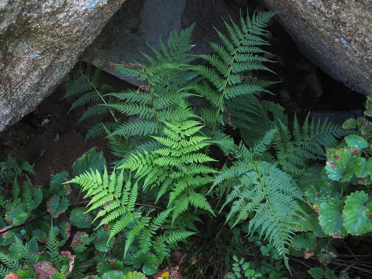 10-mind-blowing-facts-about-athyrium