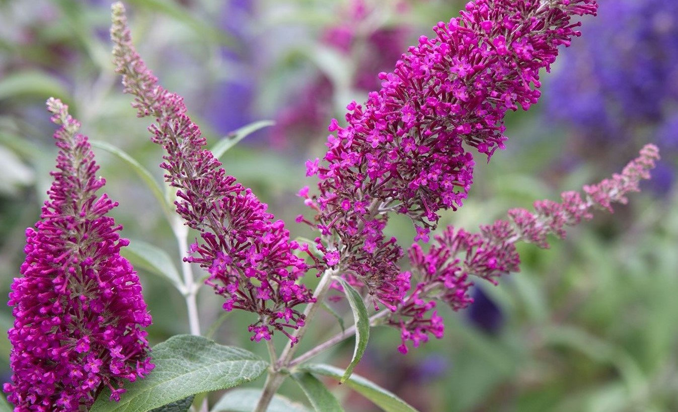 10-mind-blowing-facts-about-buddleia