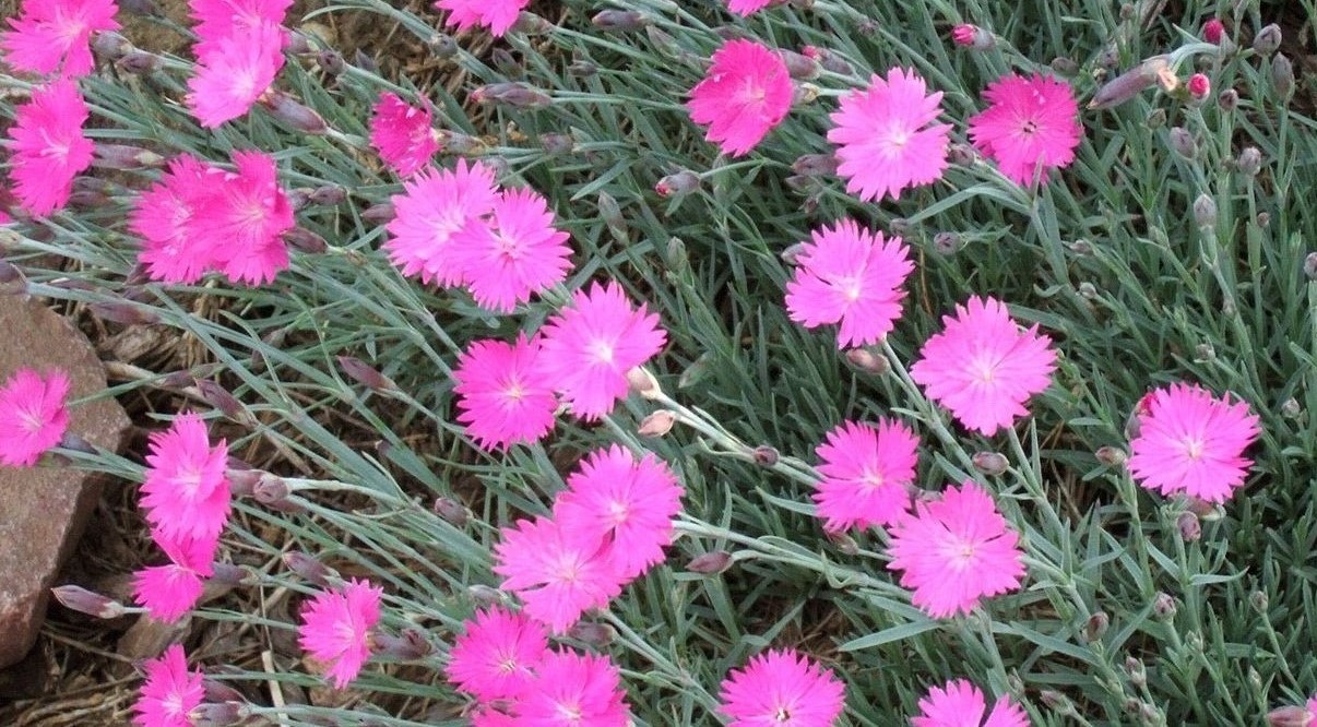 10-mind-blowing-facts-about-dianthus