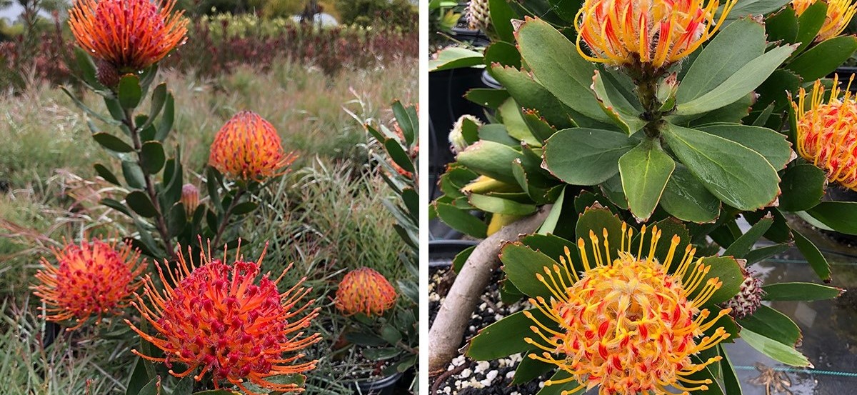 10-mind-blowing-facts-about-leucospermum