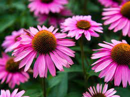 10-mind-blowing-facts-about-purple-coneflower