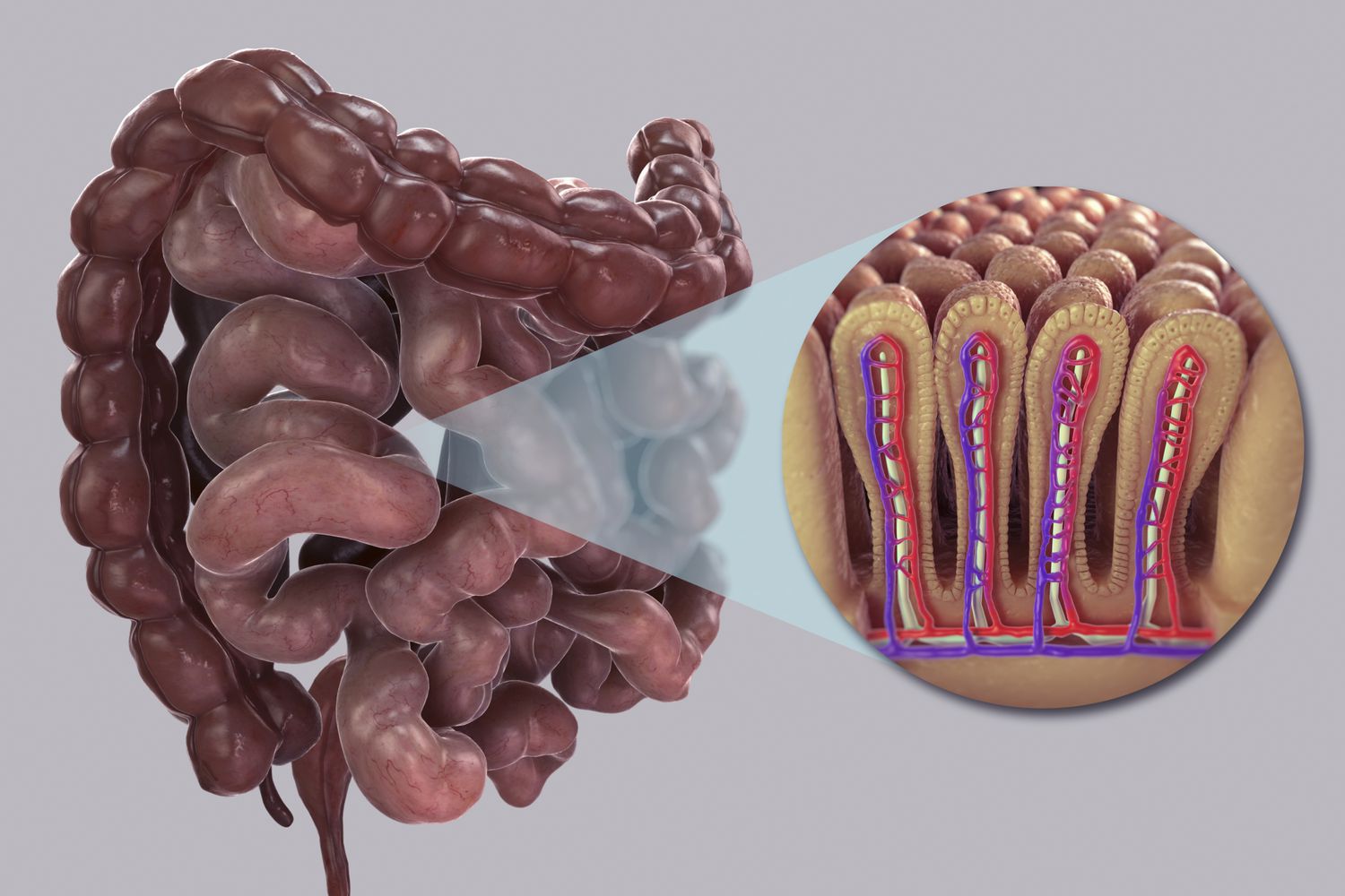 10-mind-blowing-facts-about-small-intestine