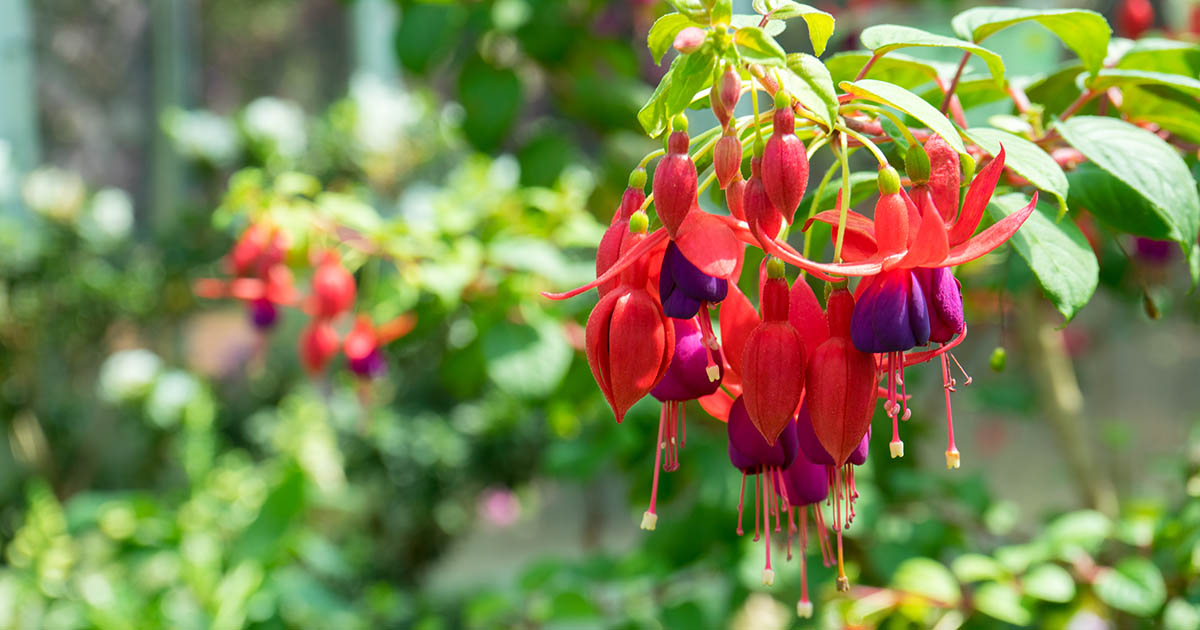10-surprising-facts-about-fuchsia
