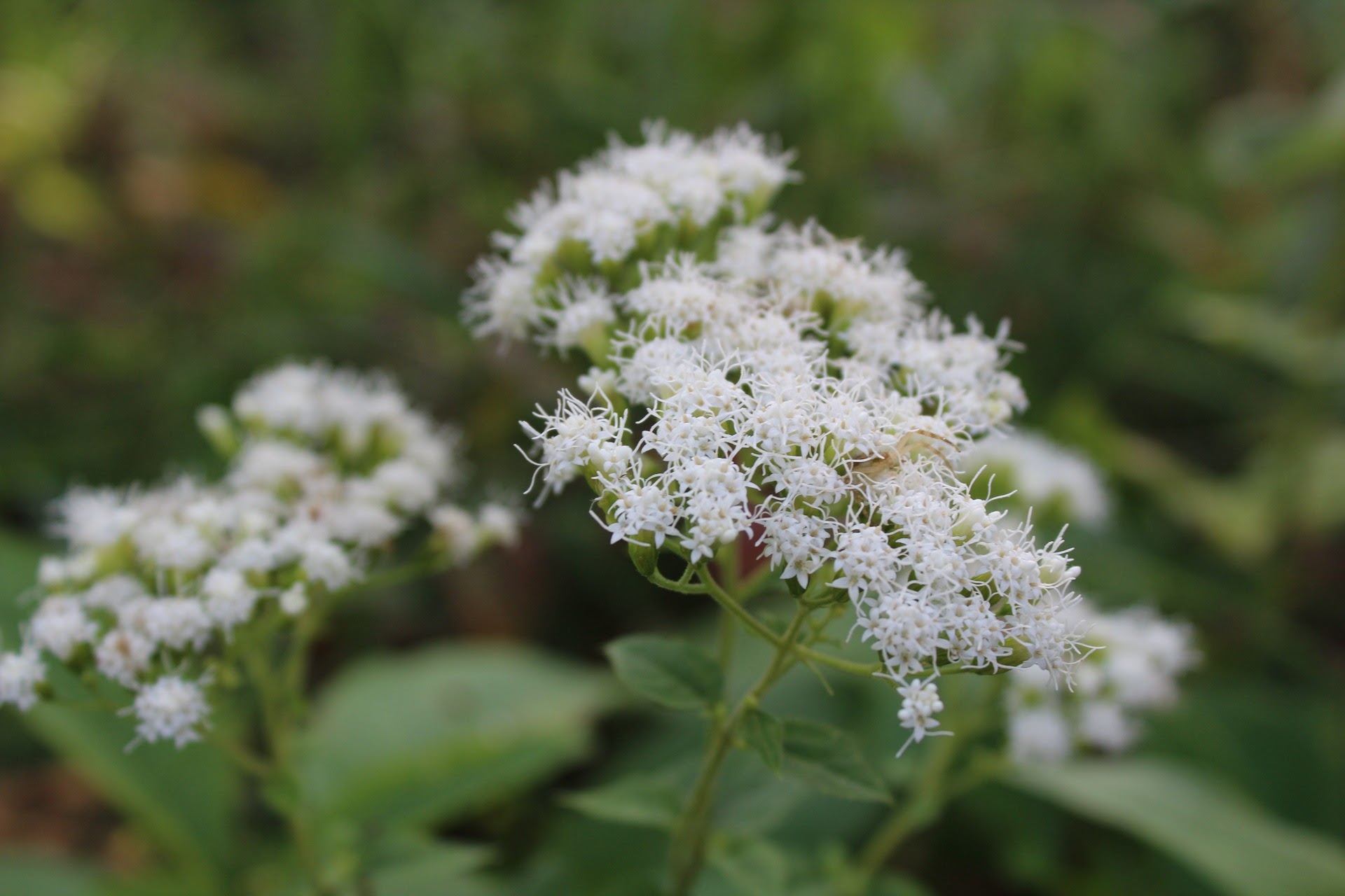 10-surprising-facts-about-snakeroot