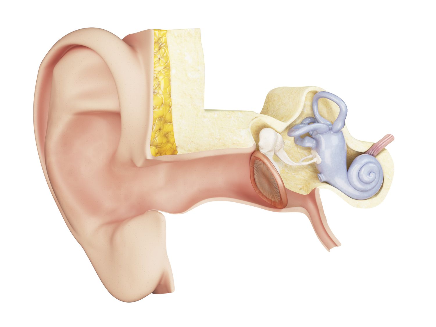 10-surprising-facts-about-tympanic-membrane-eardrum