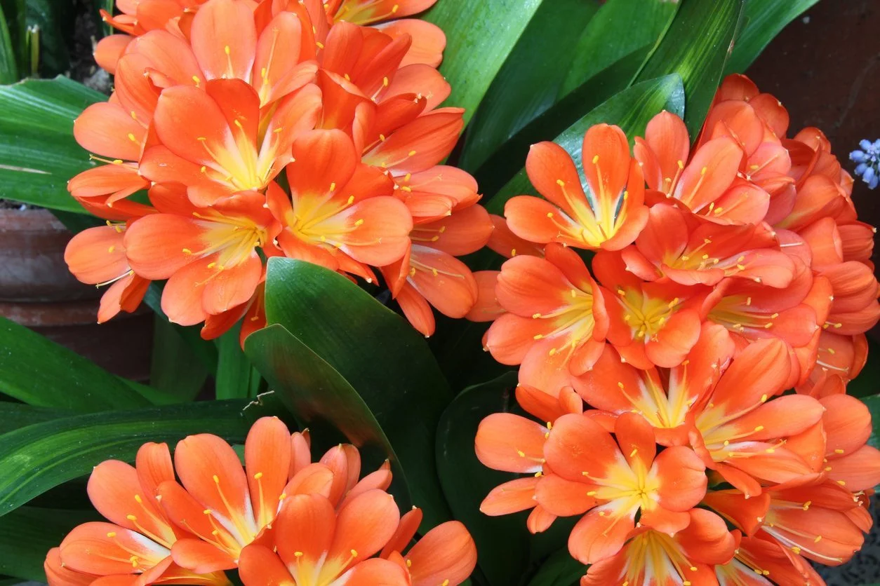 10-unbelievable-facts-about-kaffir-lily