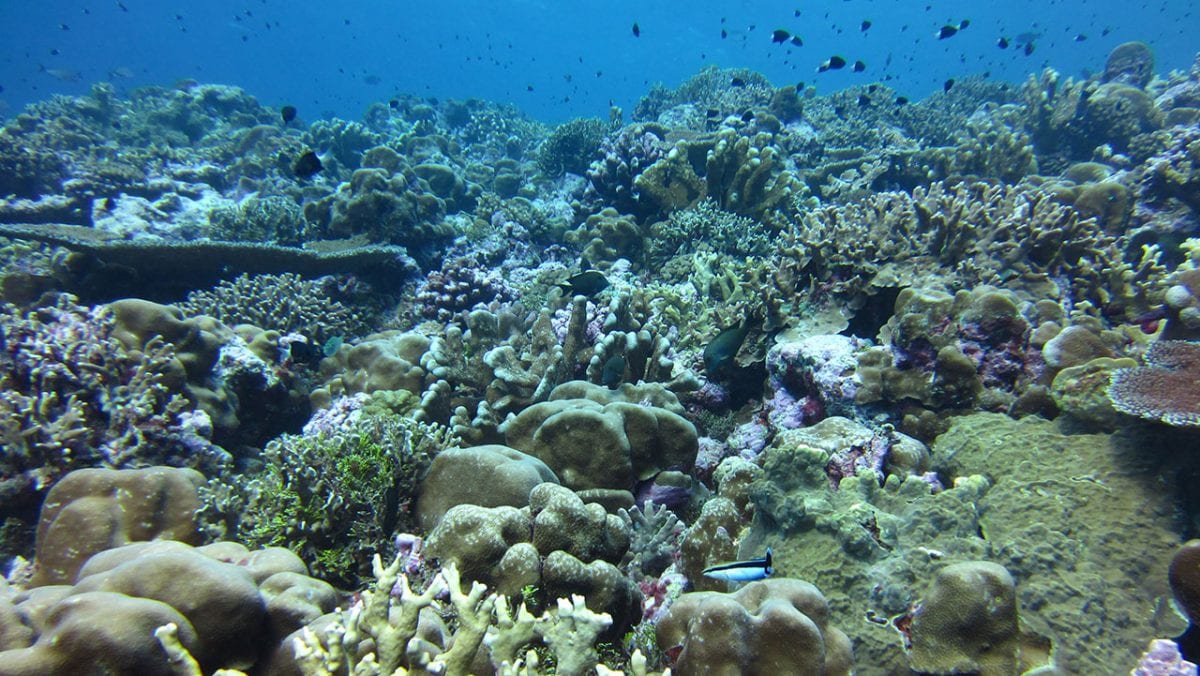 10-unbelievable-facts-about-ocean-acidification
