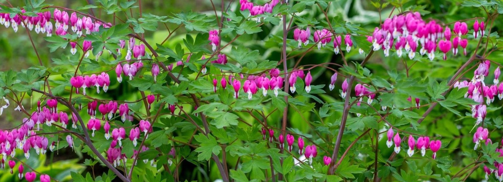 11-astonishing-facts-about-old-fashioned-bleeding-heart
