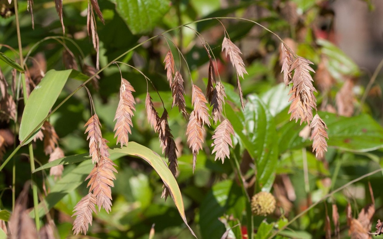 11-captivating-facts-about-chasmanthium
