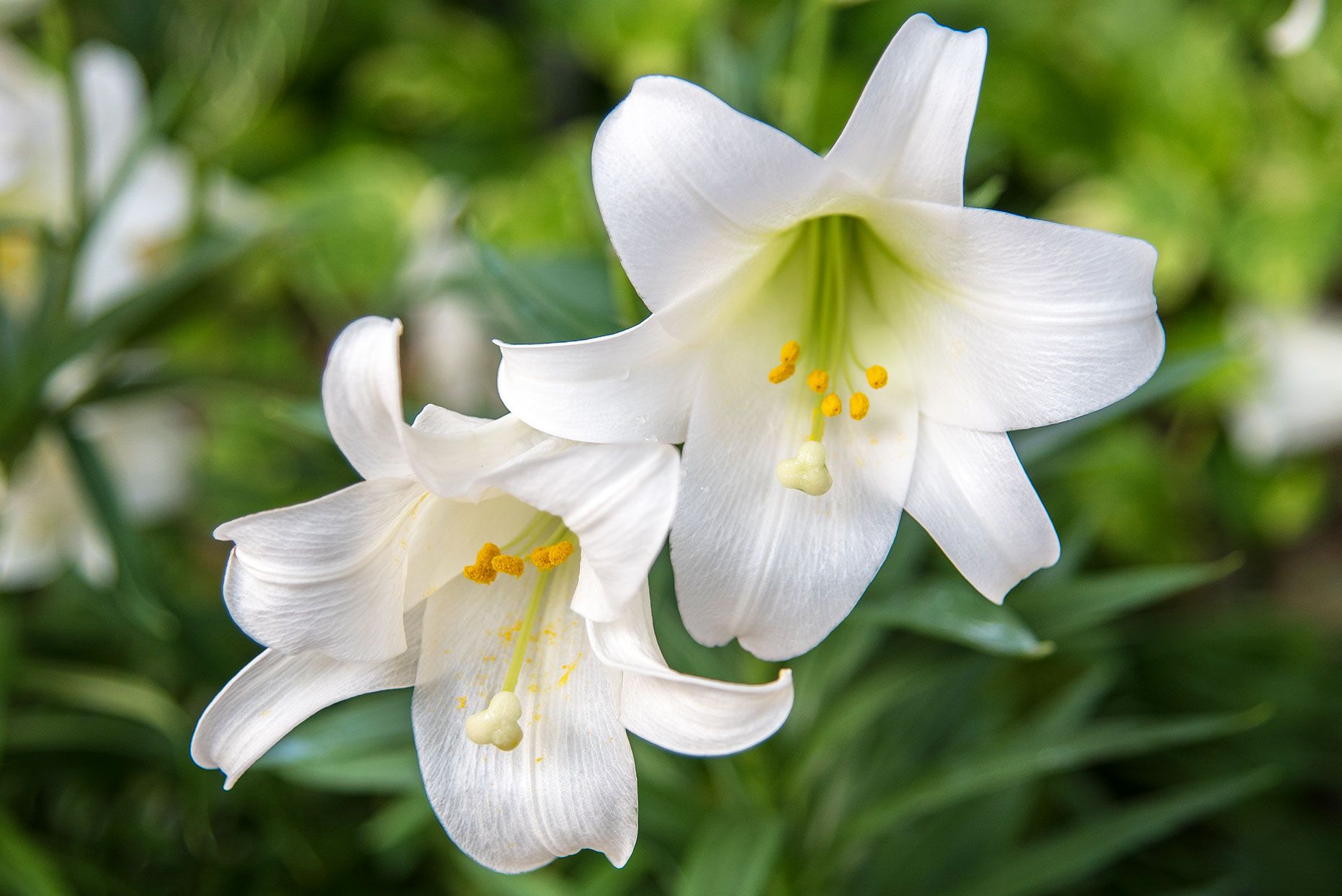 11-captivating-facts-about-easter-lily