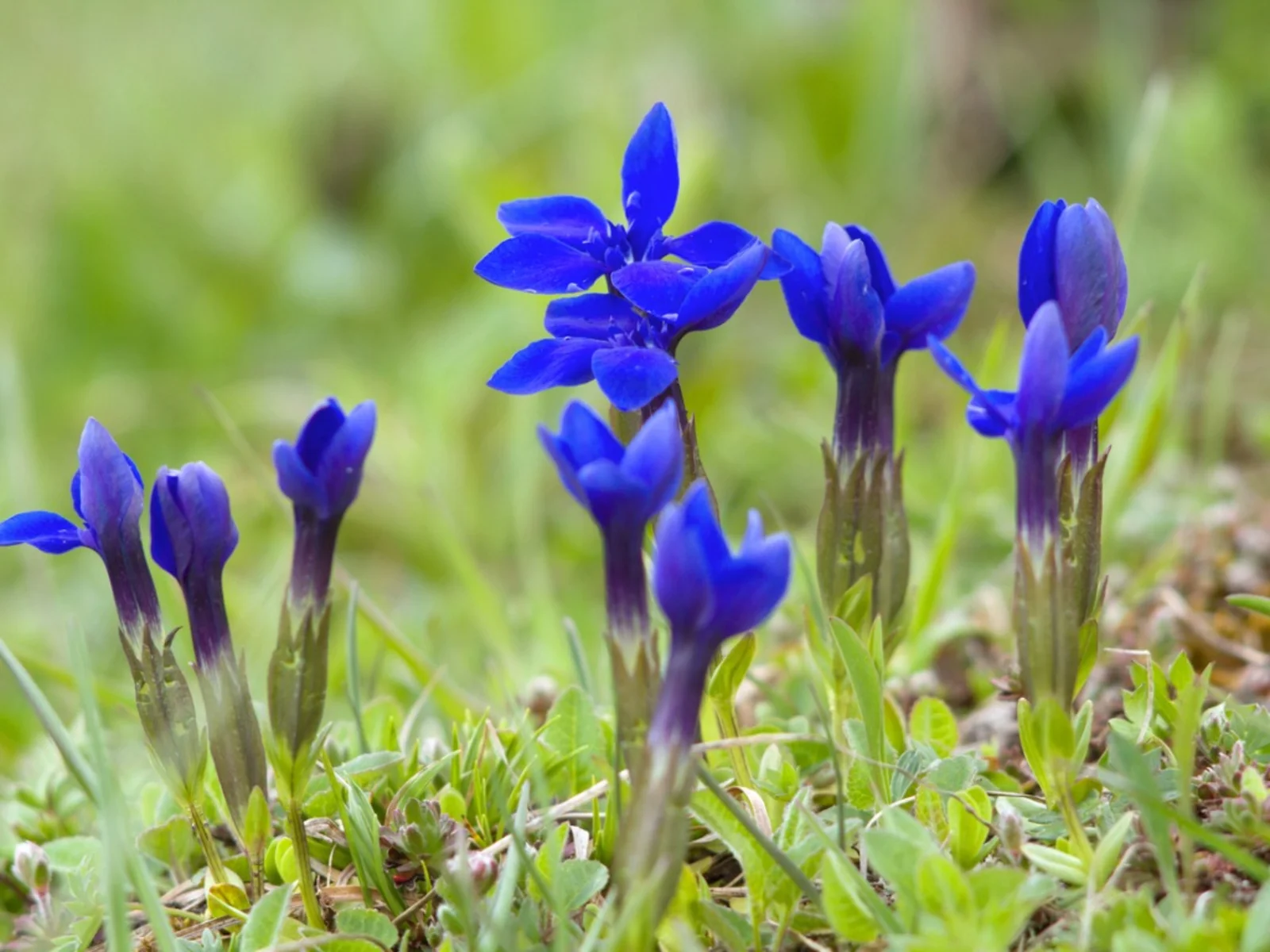 11-captivating-facts-about-gentiana