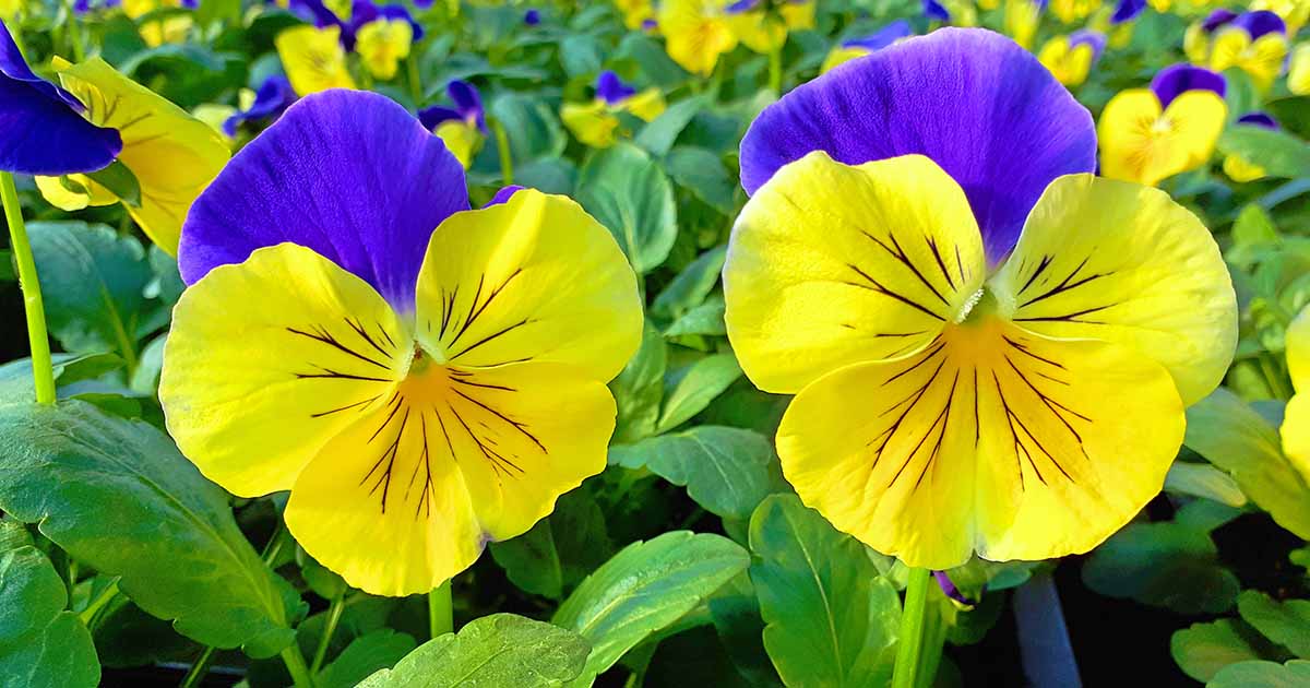 11-captivating-facts-about-pansy