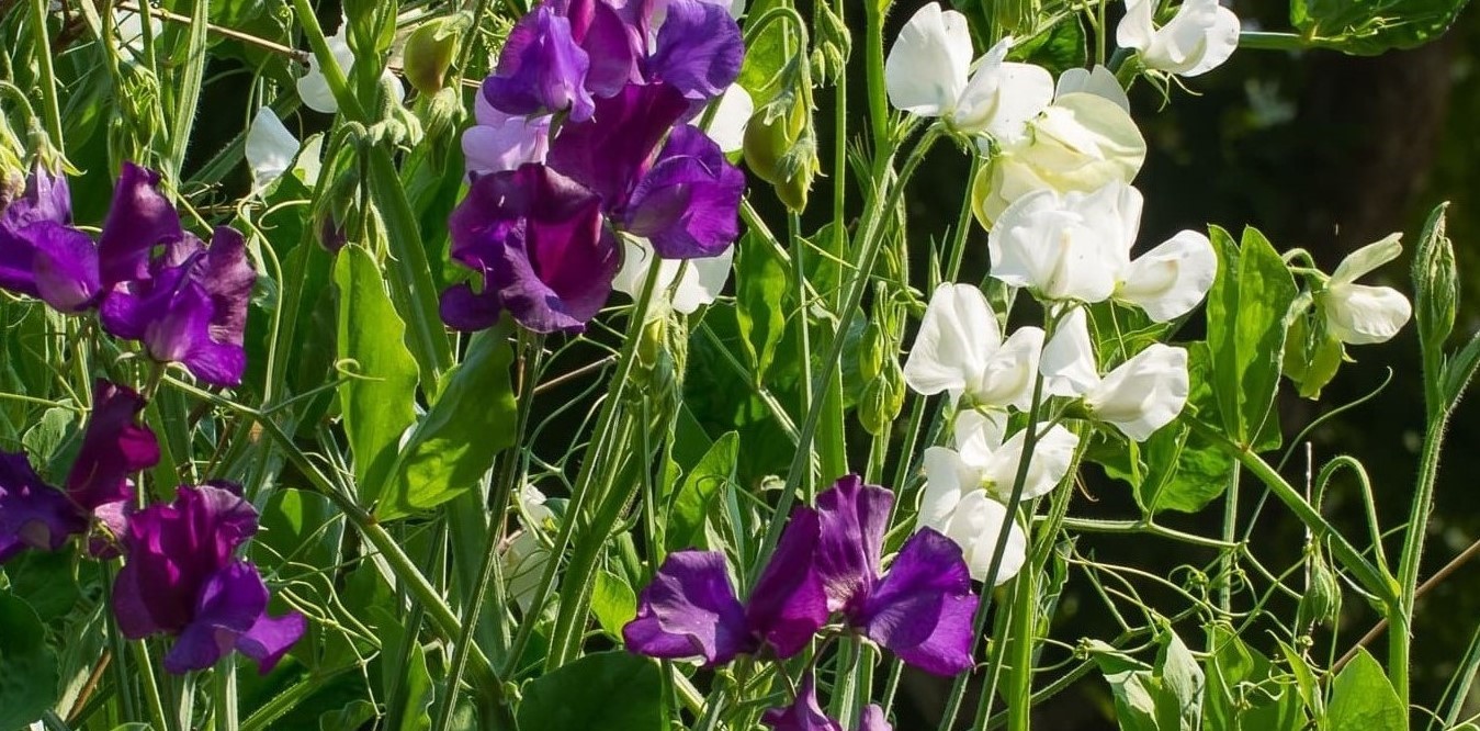 11-enigmatic-facts-about-lathyrus