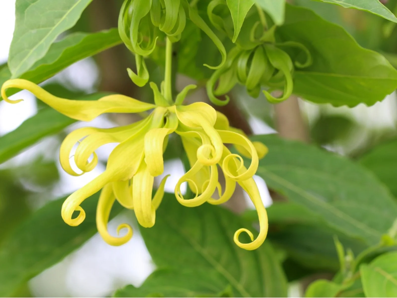 11-enigmatic-facts-about-ylang-ylang