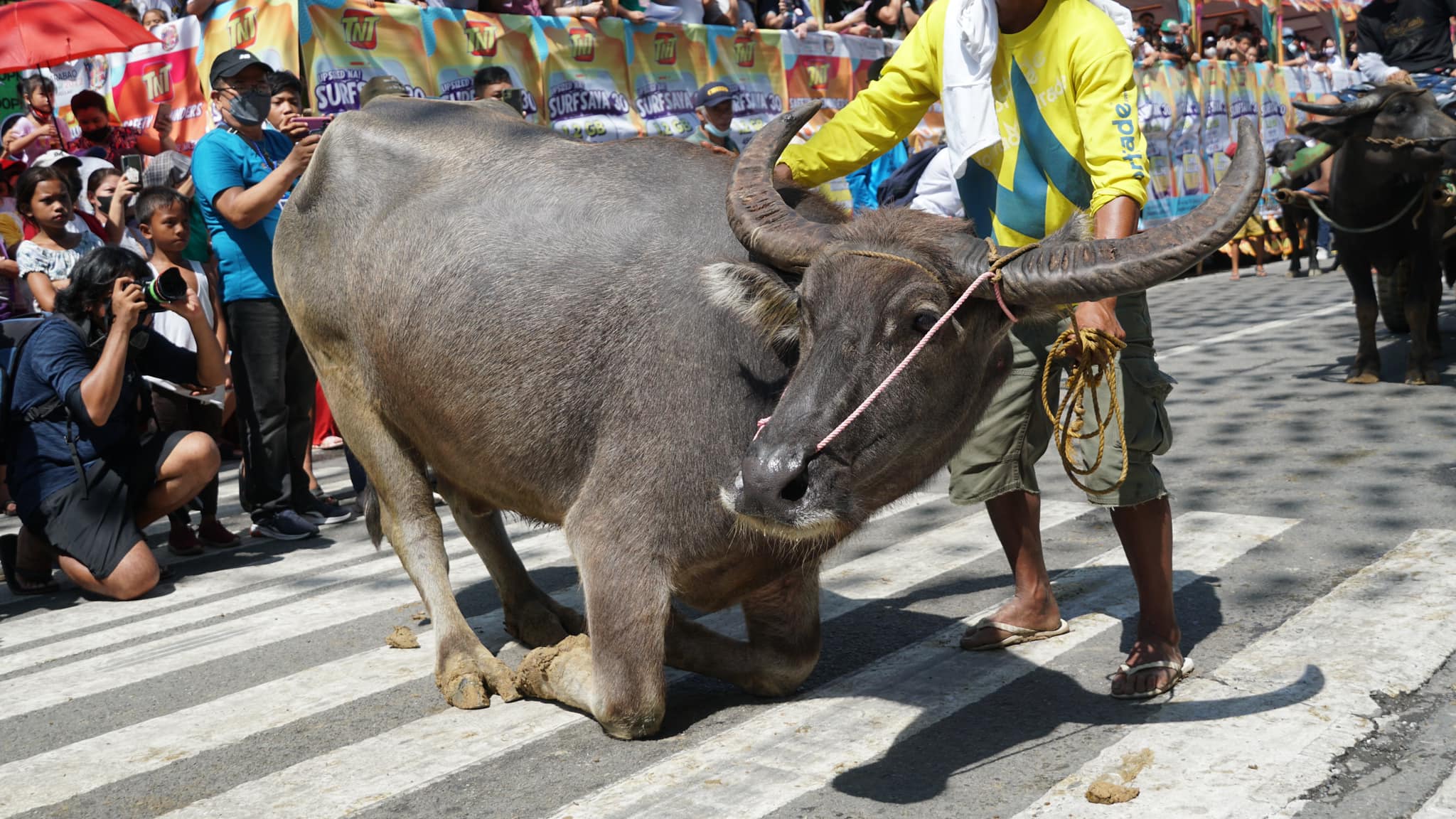 11 Facts About Pulilan Carabao Festival - Facts.net