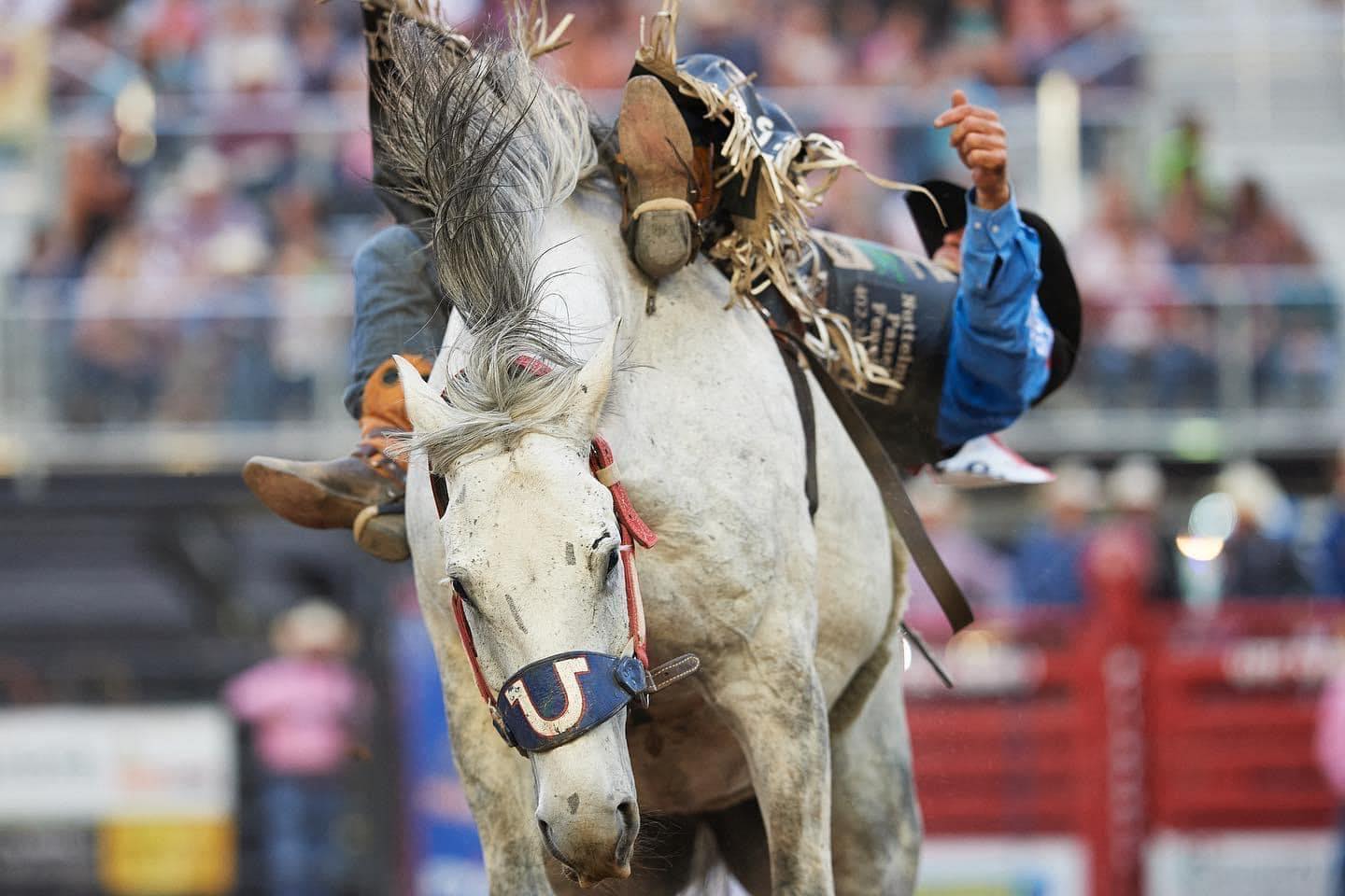 11-facts-about-ute-stampede-rodeo