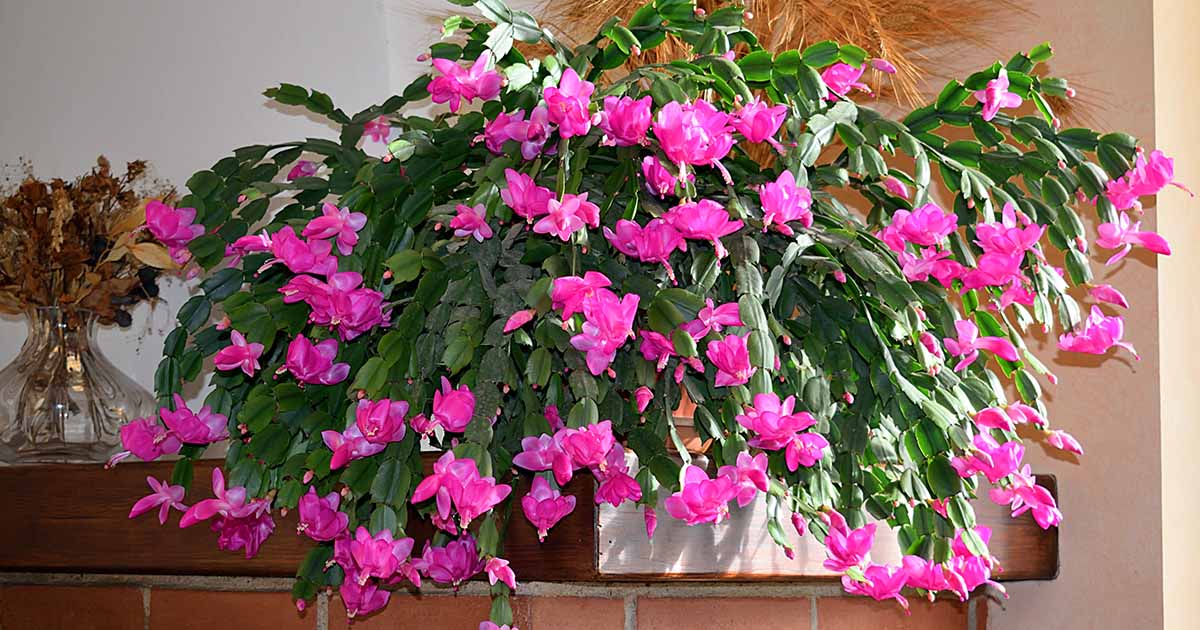 11-fascinating-facts-about-christmas-cactus