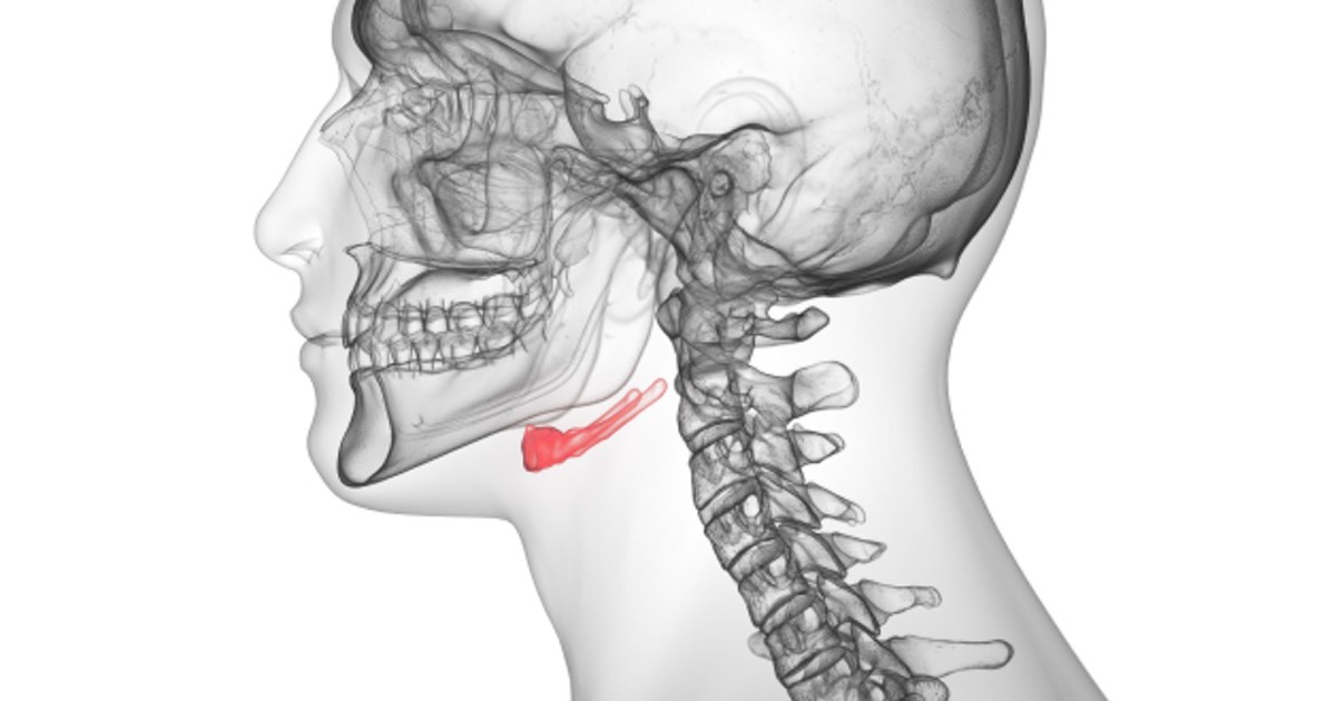 11-fascinating-facts-about-hyoid-bone