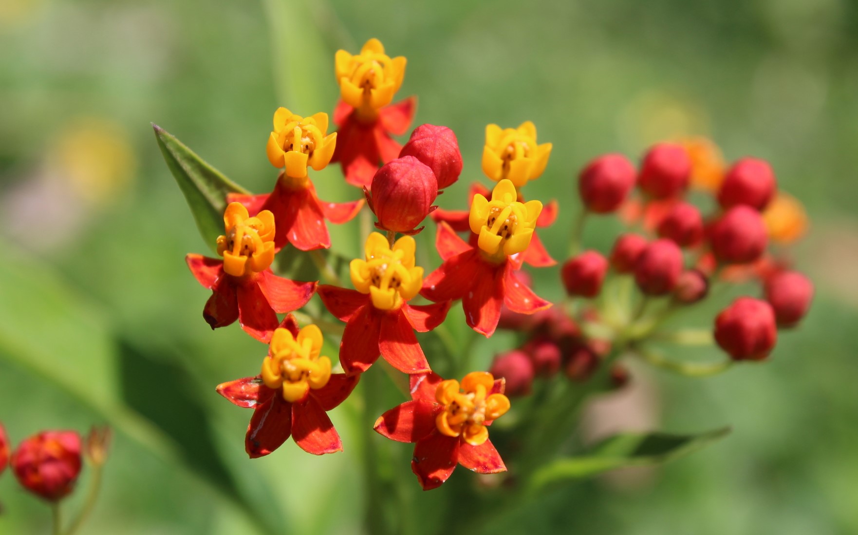 11-intriguing-facts-about-asclepias