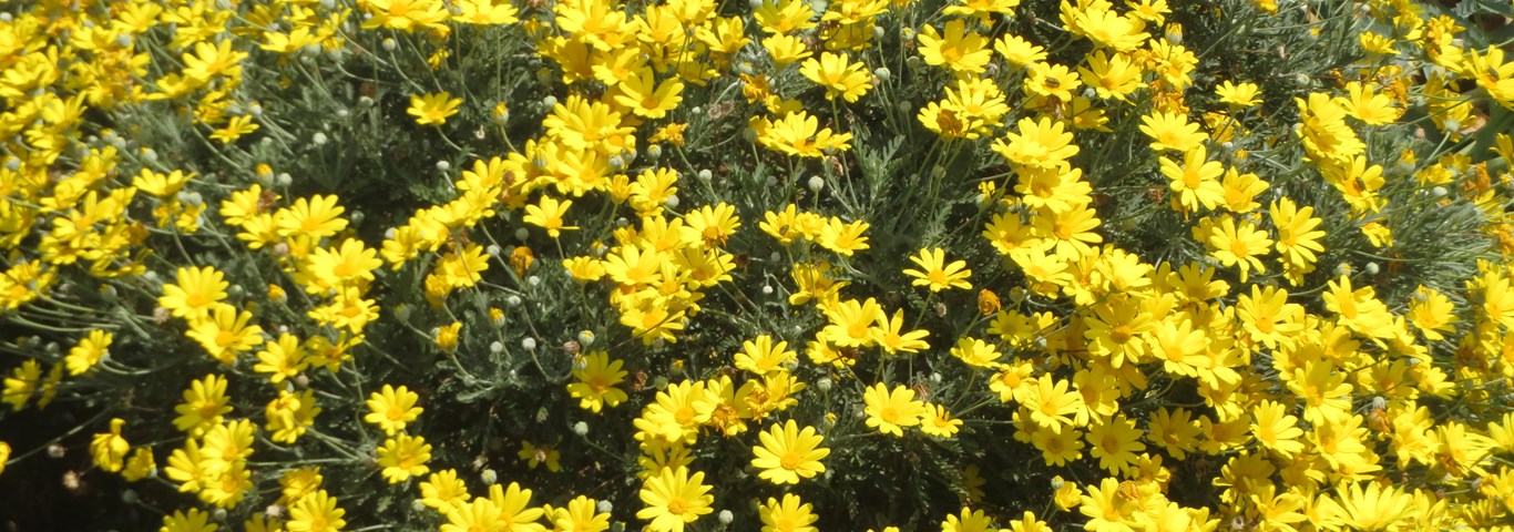 11-intriguing-facts-about-euryops