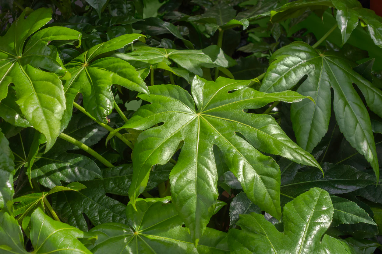 11-intriguing-facts-about-fatsia