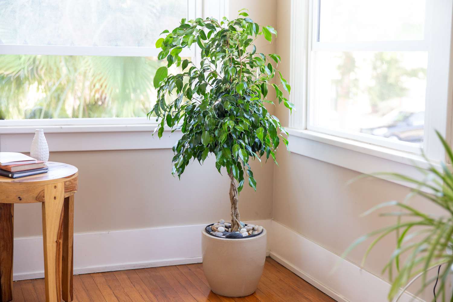 11-intriguing-facts-about-ficus