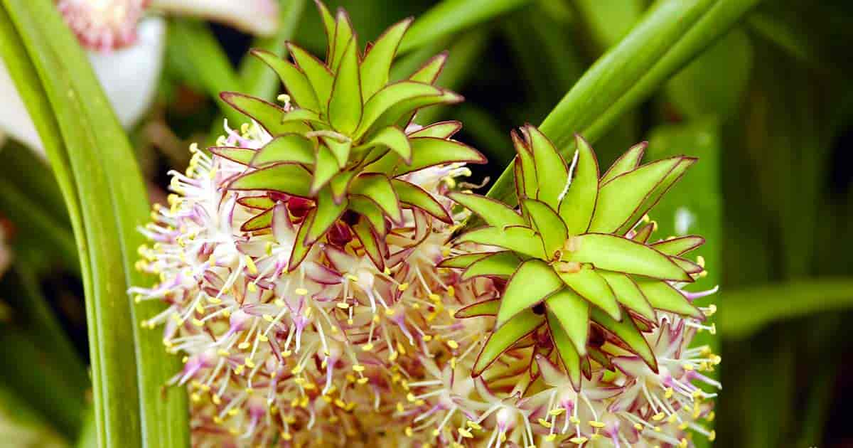 11-intriguing-facts-about-pineapple-lily