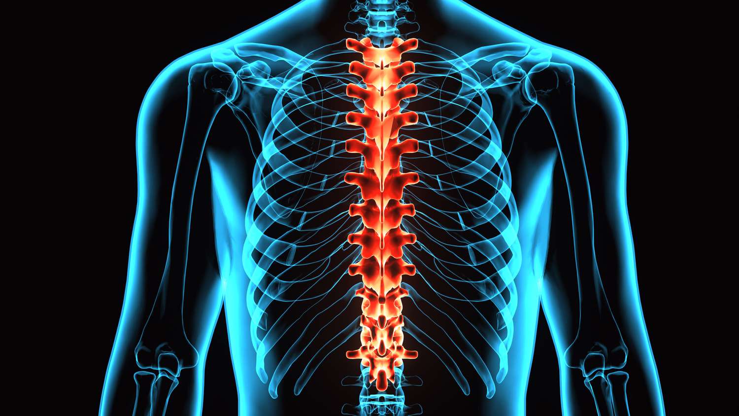 11-intriguing-facts-about-thoracic-vertebrae