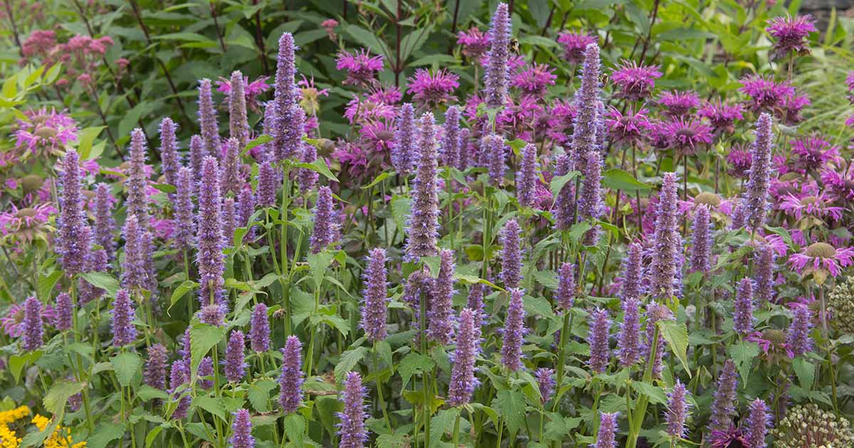 11-mind-blowing-facts-about-anise-hyssop