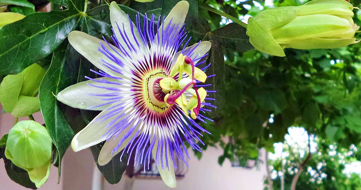 11-mind-blowing-facts-about-passion-flower