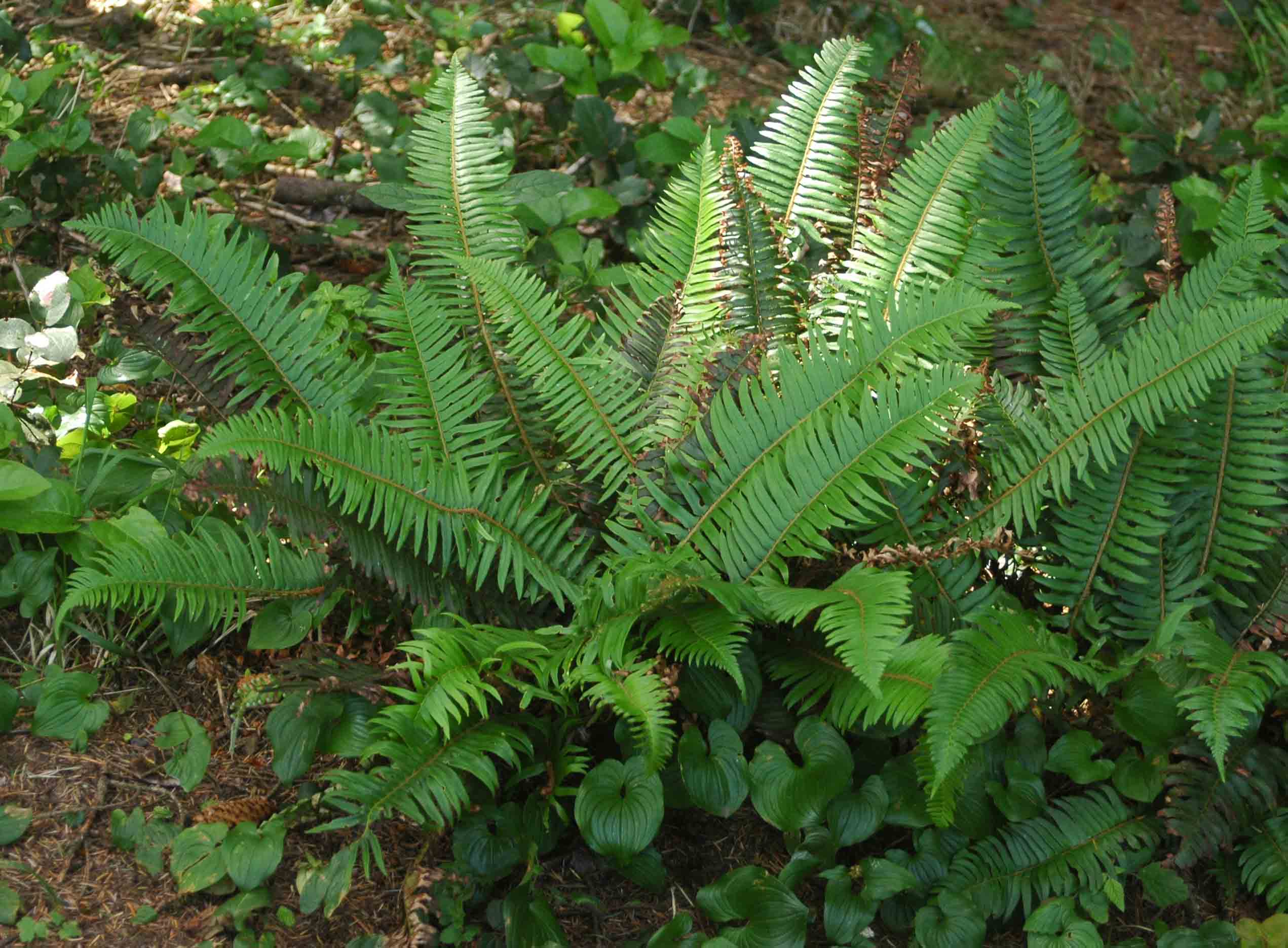 11-mind-blowing-facts-about-western-sword-fern