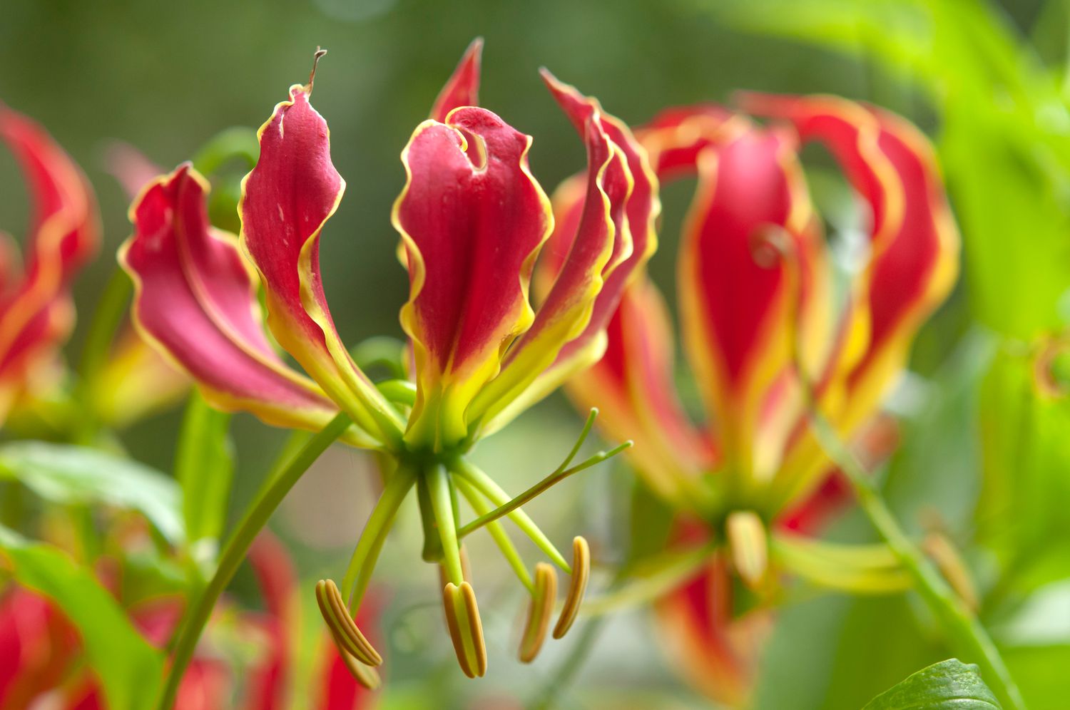 11-surprising-facts-about-gloriosa-lily