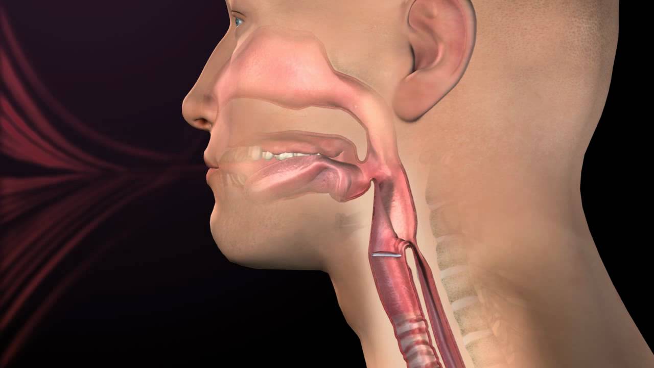 11-surprising-facts-about-pharynx-throat