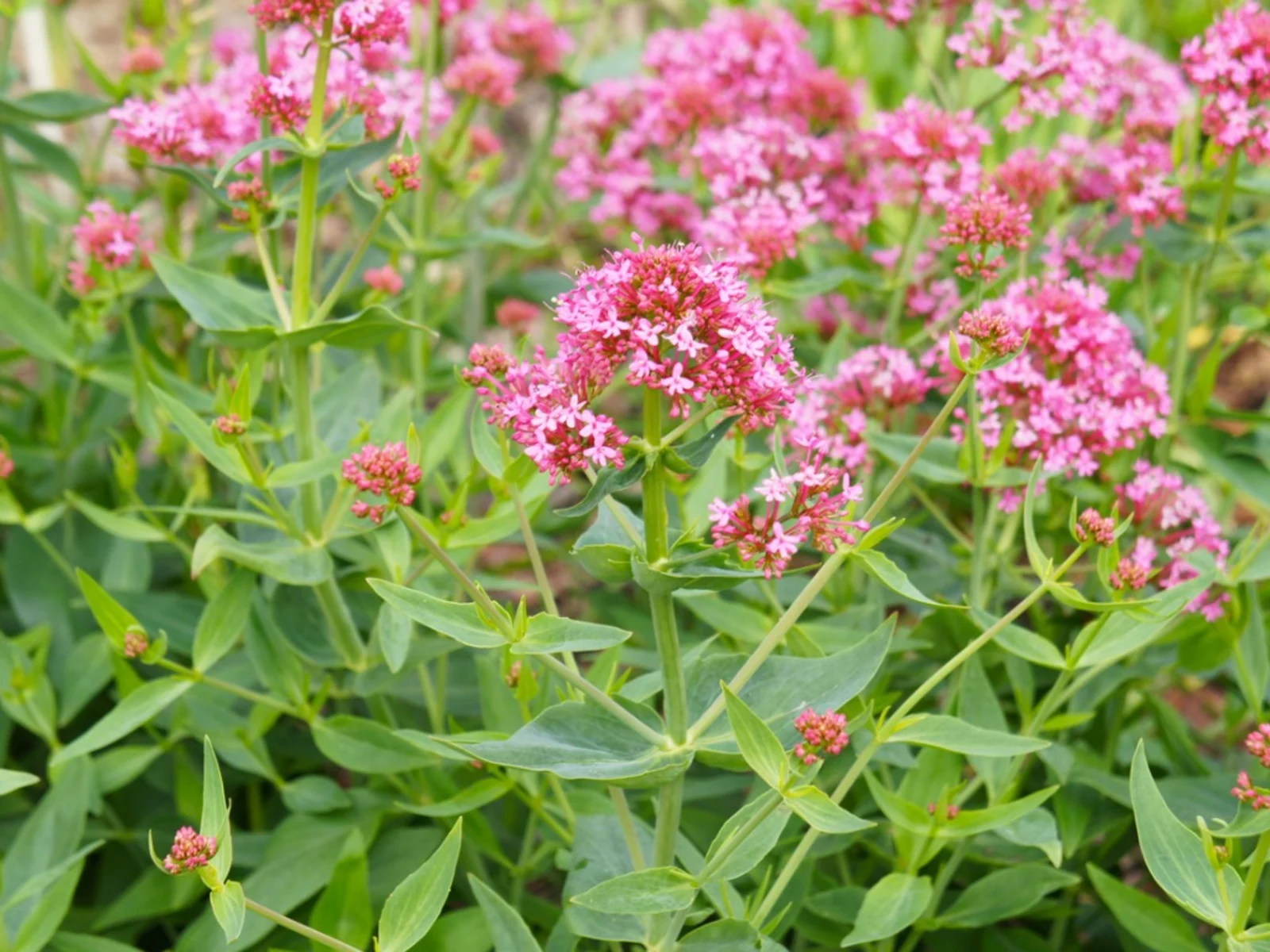 11-surprising-facts-about-red-valerian