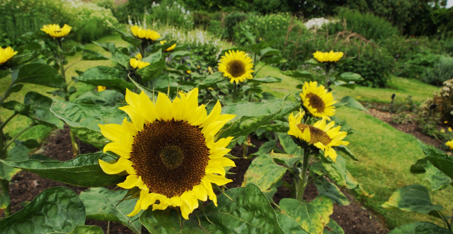 12-astonishing-facts-about-helianthus-annuus